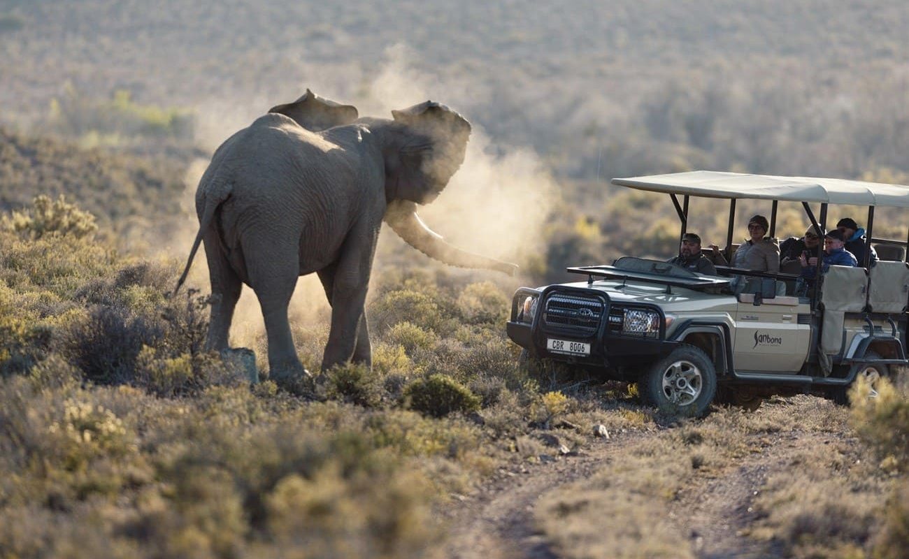 Sanbona Wildlife Reserve Pirschfahrt Pirschfahrt im Sanbona Wildlife Reserve