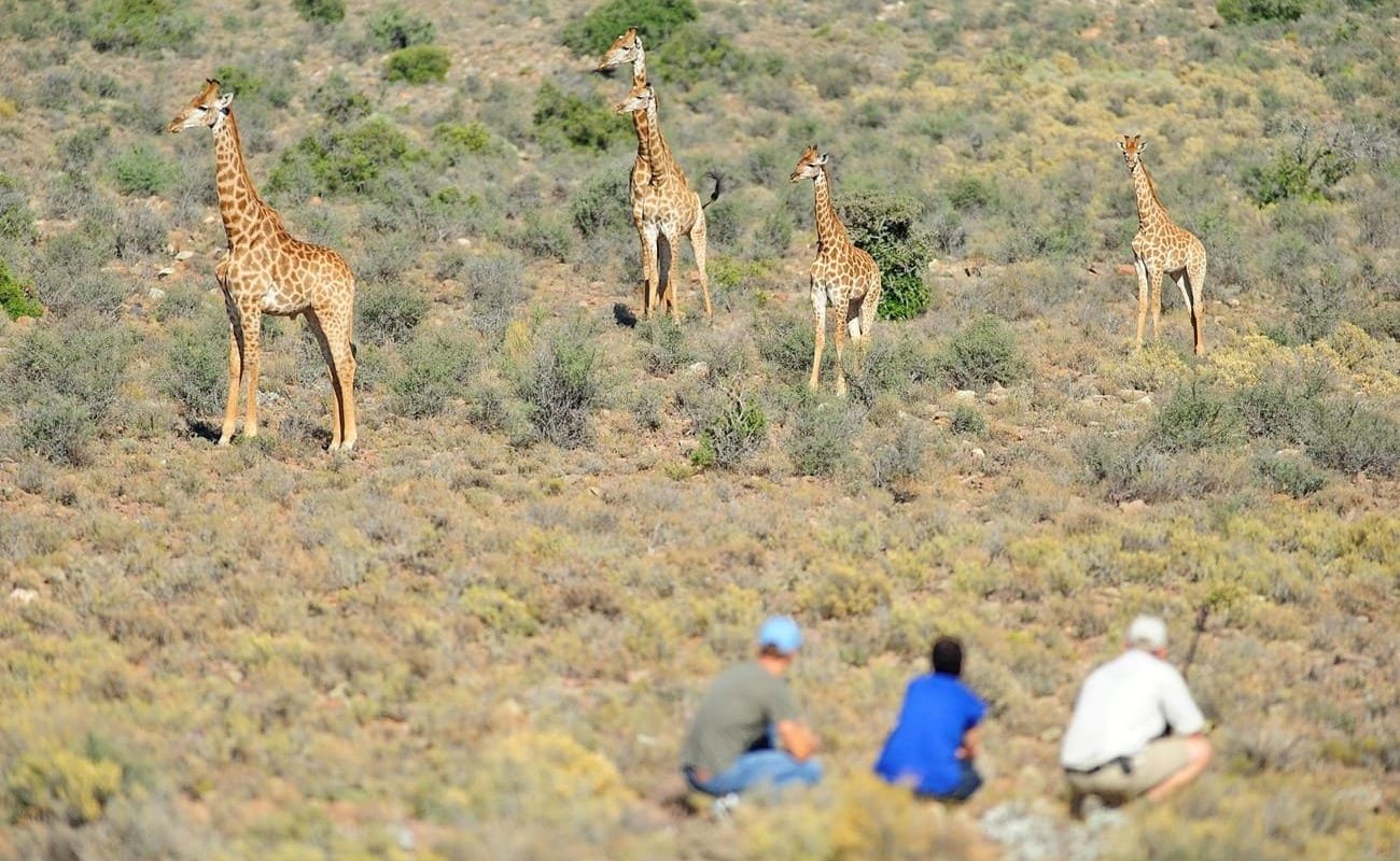 Sanbona Wildlife Reserve Pirschwanderung Pirschwanderung im Sanbona Wildlife Reserve