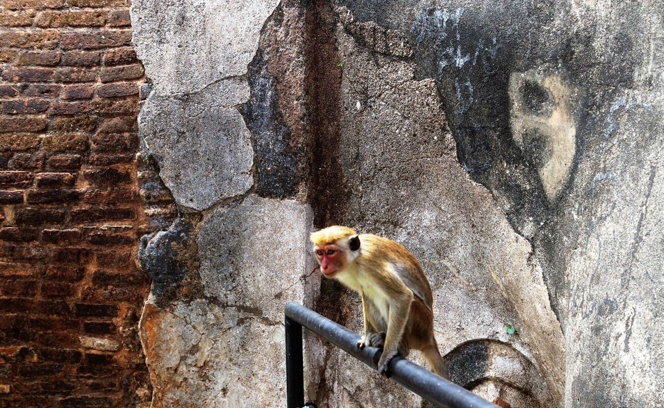 Affen von Sigiriya