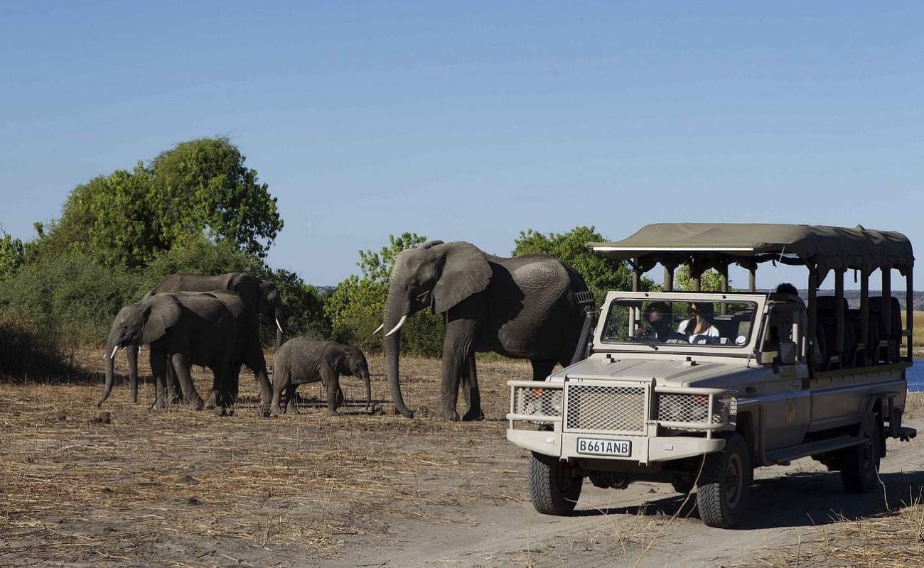 Pirschfahrt im Chobe Nationalpark