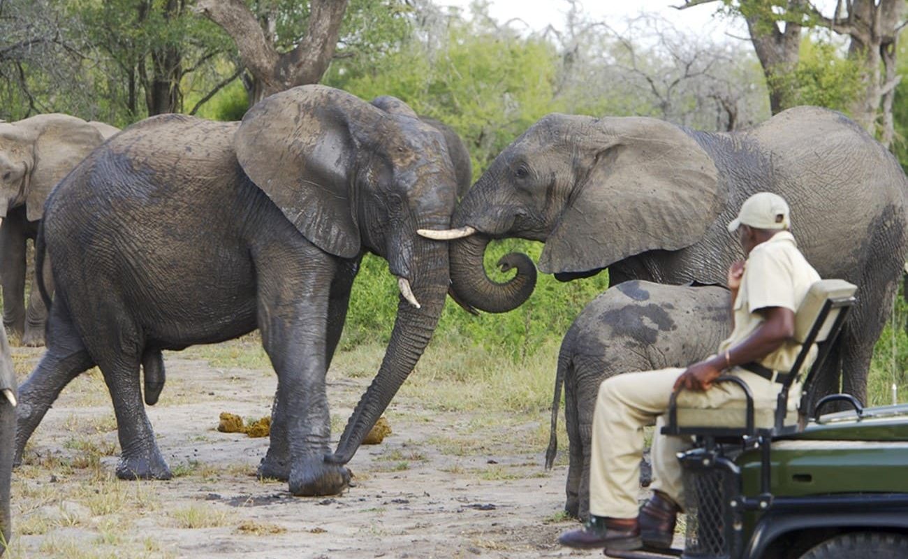 Elephant Plains Game Lodge Pirschfahrt Elefanten Pirschfahrt im offenen Geländewagen bei Elephant Plains