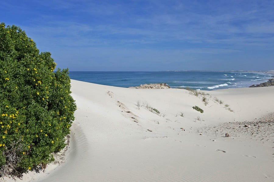 Fynbos und Strand in De Hoop - perfekt für eine Safari und Strand Kombination in Südafrika