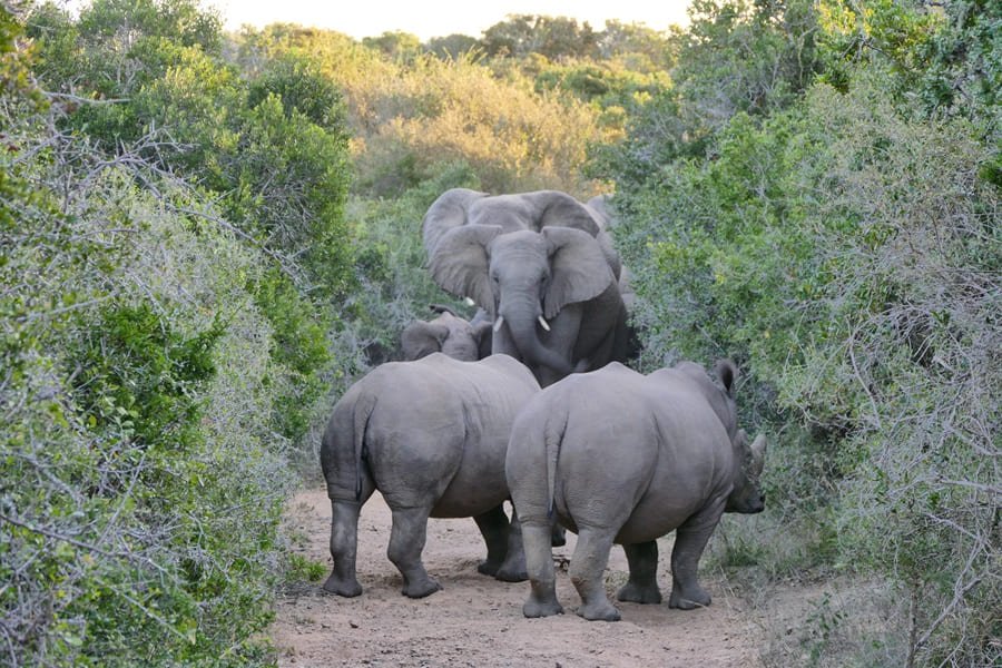 Zwei der Big Five im Kariega Game Reserve
