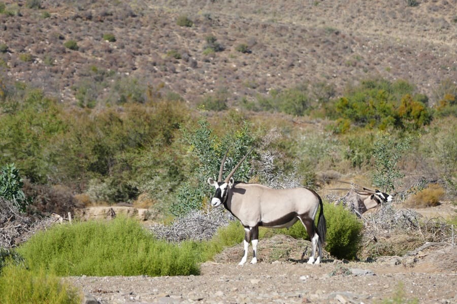 Oryx in der kleinen Karoo