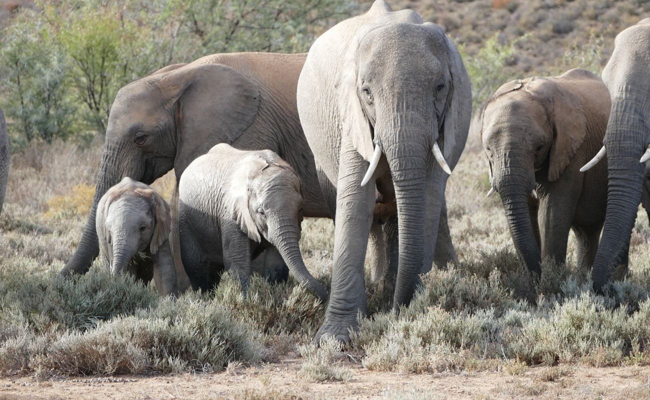 Elefanten in Sanbona, Südafrika