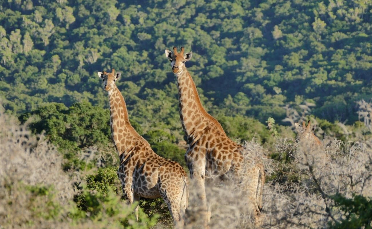 Giraffen im Kariega Game Reserve