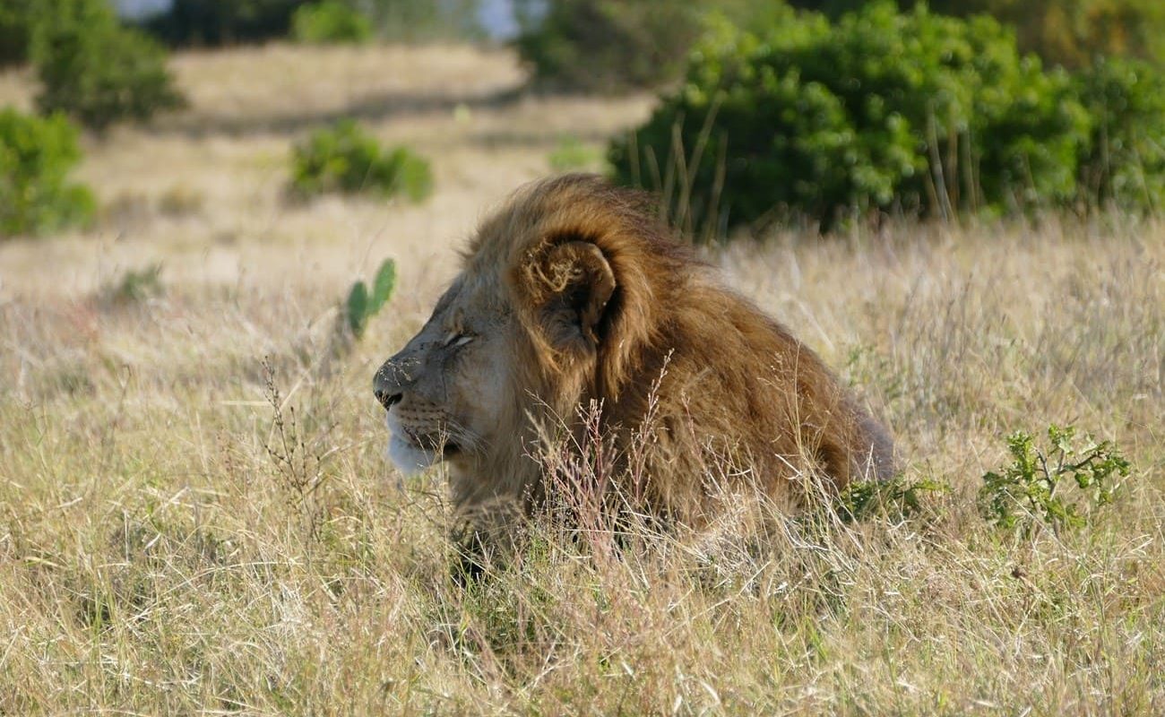 Löwe im Kariega Game Reserve