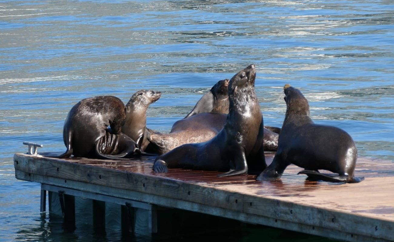Seelöwen, V & A Kapstadt
