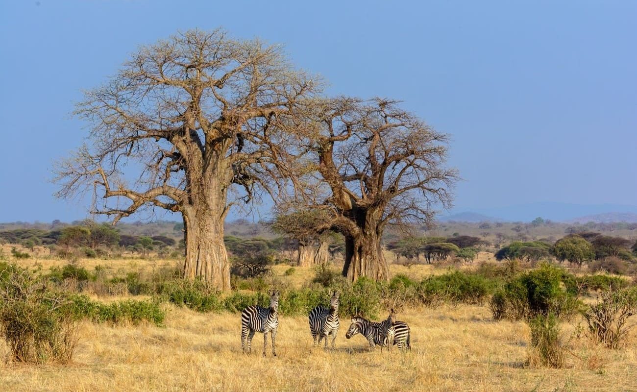 Süd-Tansania exklusiv Ruaha Baobabs Baobabs im Ruaha