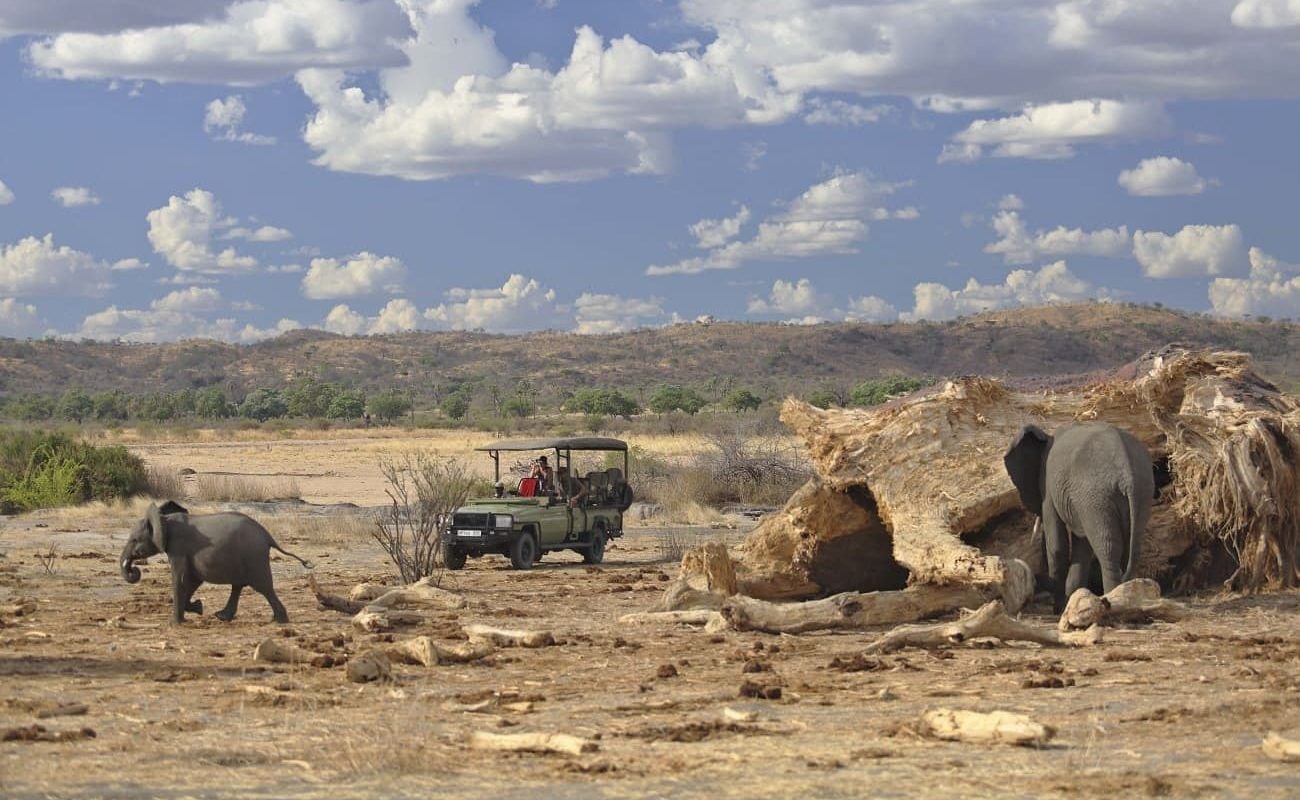 Süd-Tansania exklusiv Ruaha Elefanten Elefanten im Ruaha