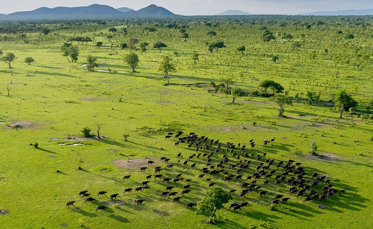 Süd-Tansania exklusiv Selous Büffel Riesige Büffelherde im Selous