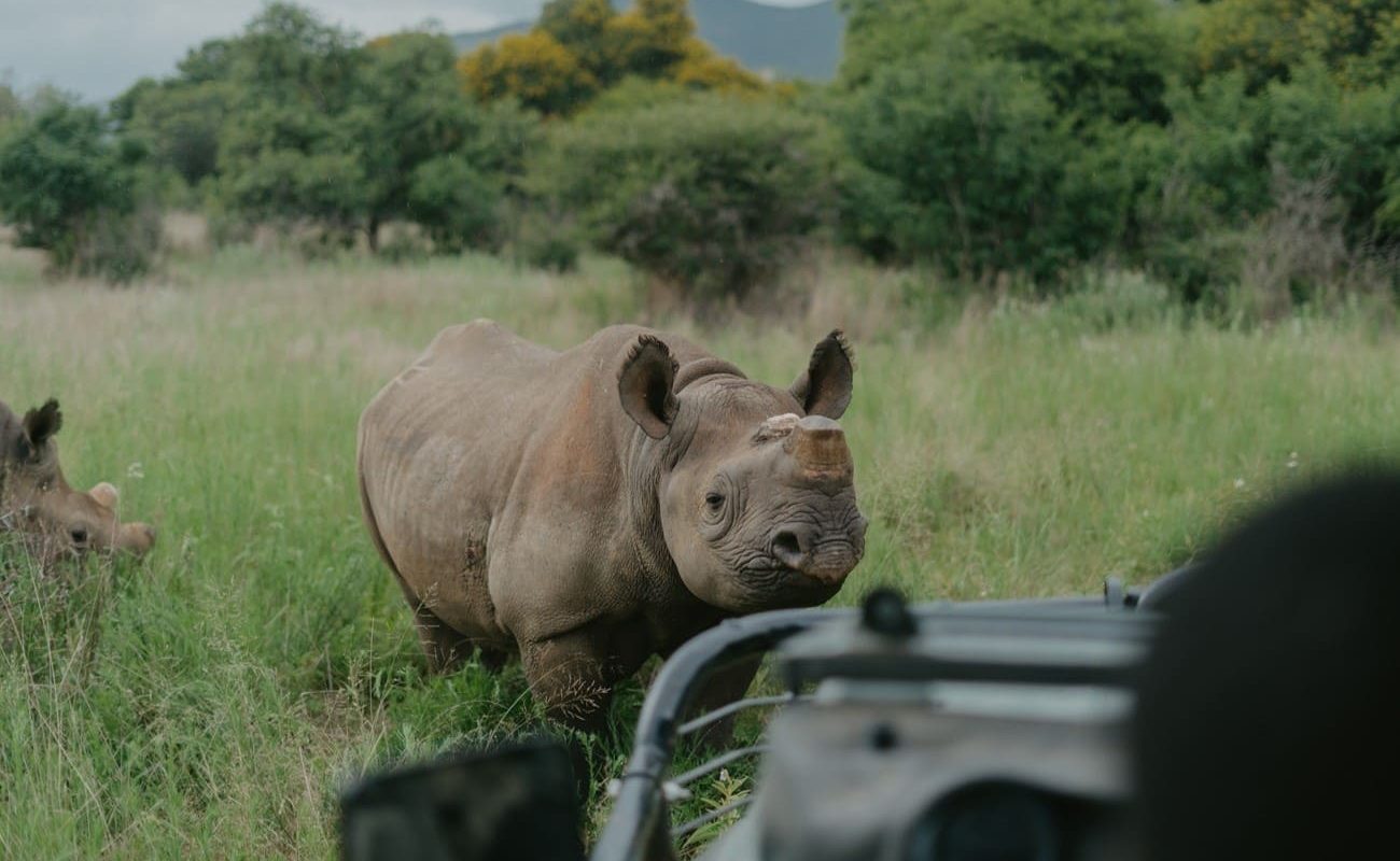 Babanango Game Reserve Pirschfahrt Rhino Pirschfahrt im Babanango Game Reserve