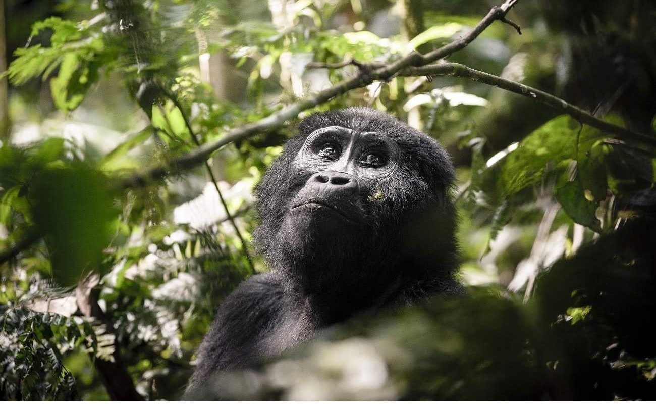Gorilla Express Trekking Gorilla Trekking in Uganda