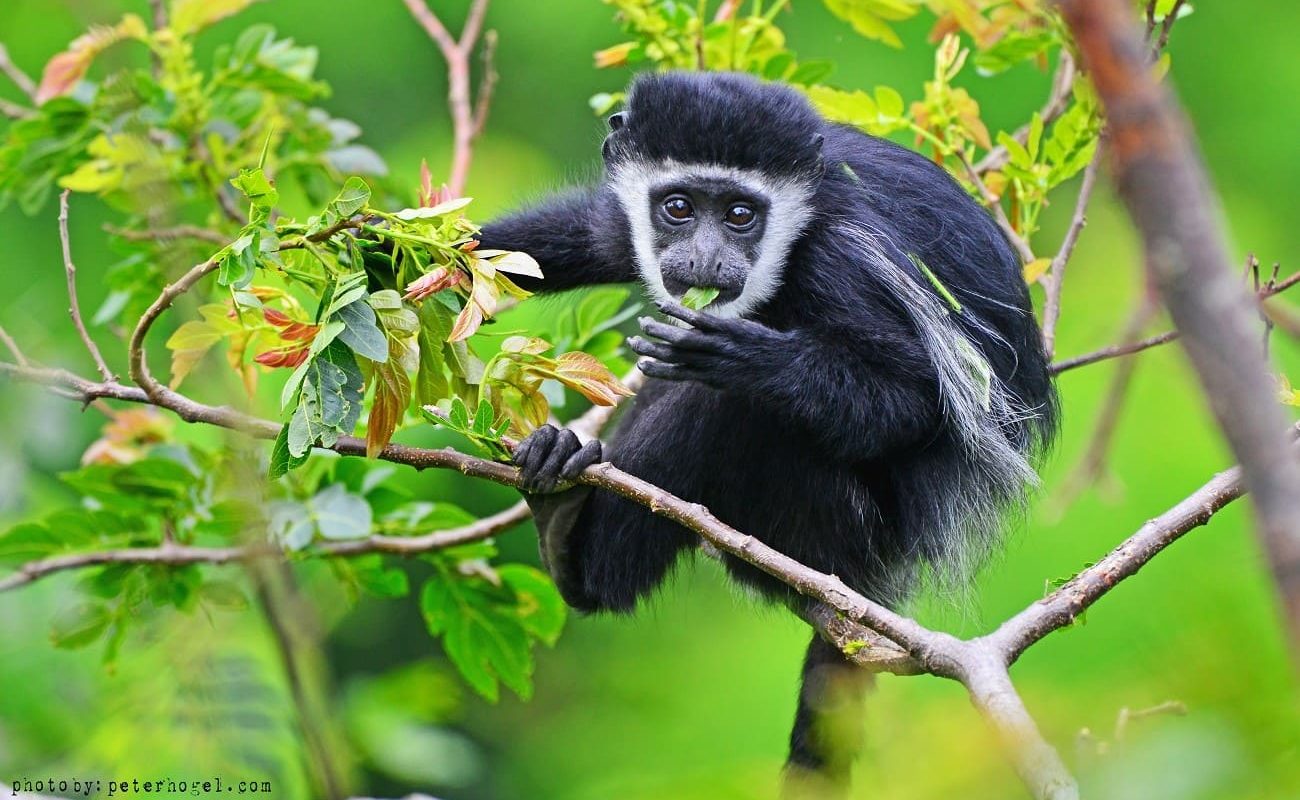 Uganda Kleingruppe Colobus Affe Colobus Affe in Uganda