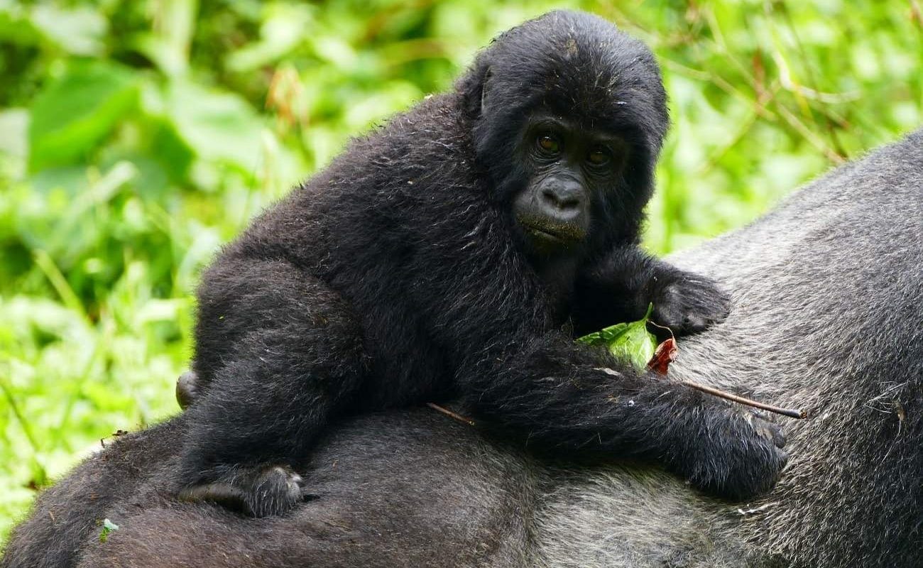 Uganda Kleingruppe Gorilla Bwindi Gorilla im Bwindi