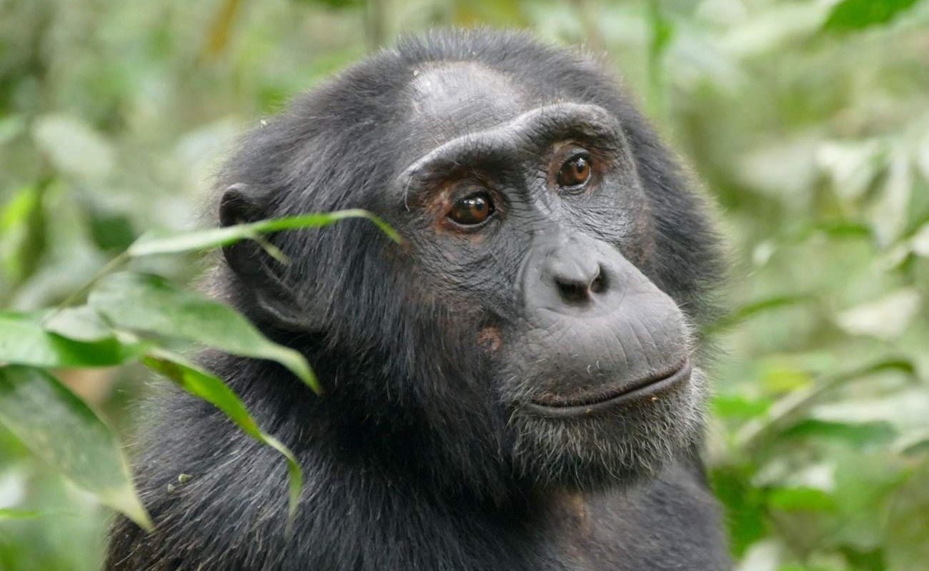 Uganda Kleingruppe Kibale Schimpansen Schimpanse im Kibale Nationalpark