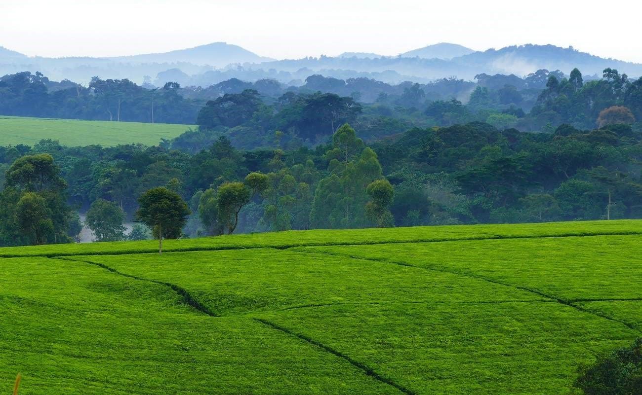 Uganda entspannt Teeplantagen Teeplantagen in Uganda