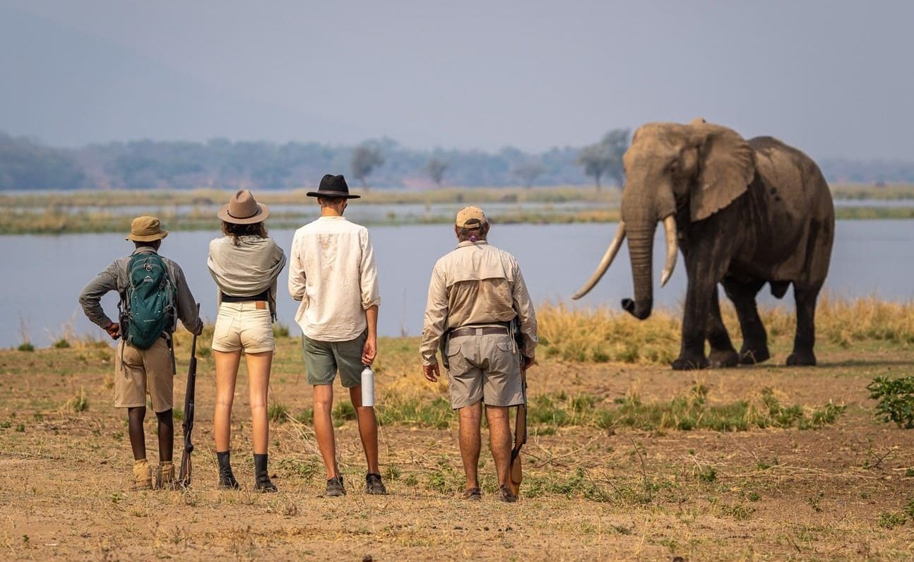 Höhepunkte Simbabwe - Pirscchwanderung Mana Pools Pirschwanderung Mana Pools