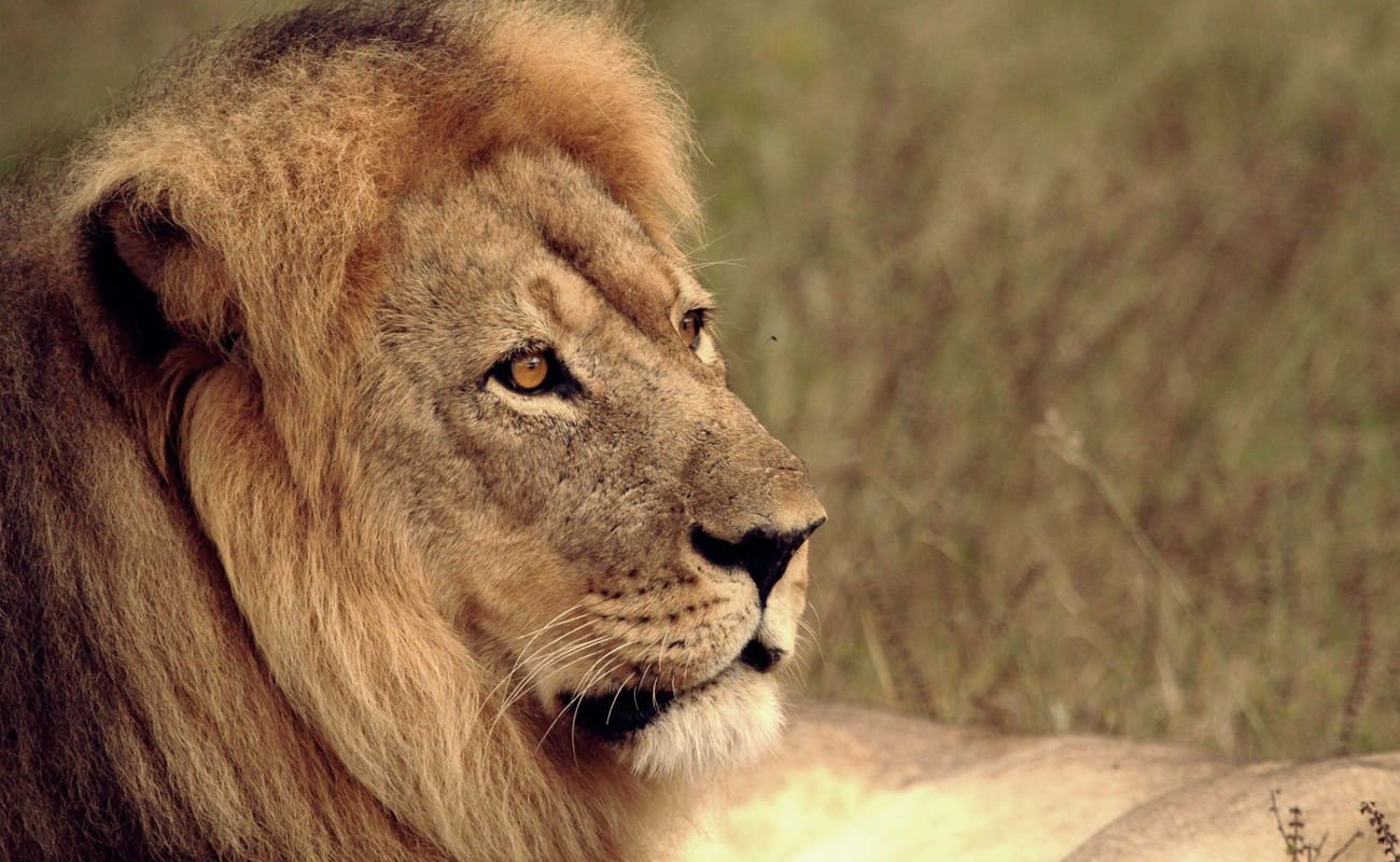 Höhepunkte Simbabwe Pirschfahr Hwange Elefant