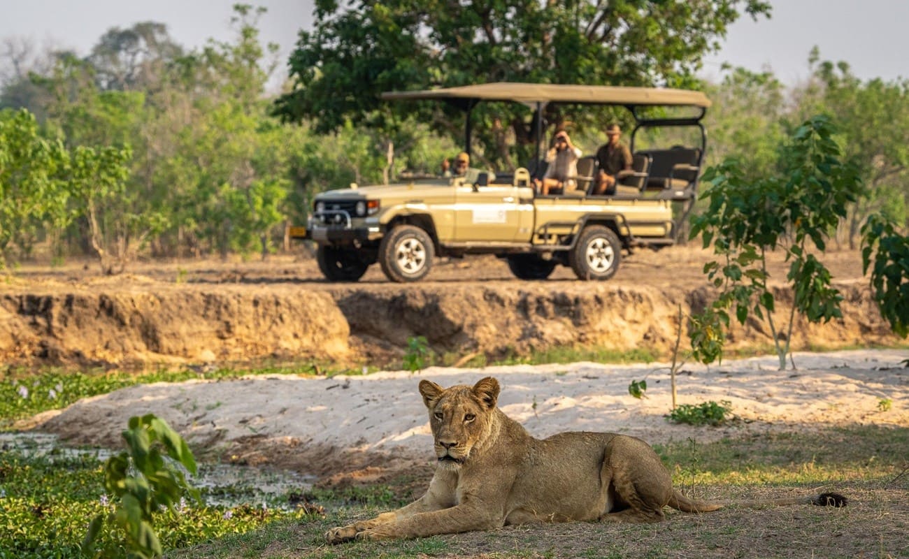 Pirschfahrt Löwe, Johns Camp