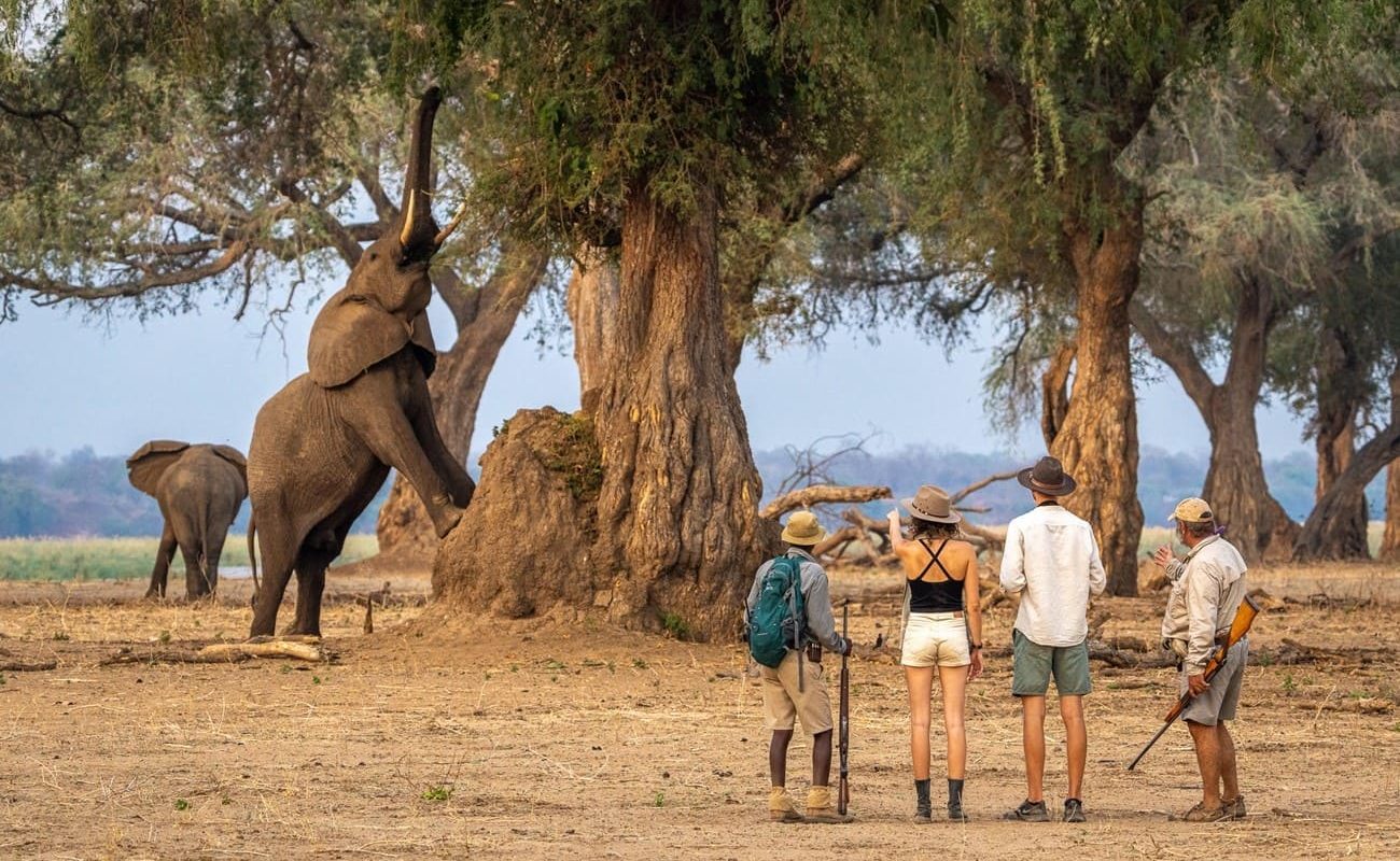 Pirschwanderung Elefanten Mana Pools Johns Camp