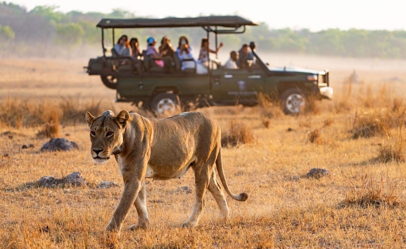 Khulu Bush Camp Löwe Pirschfahrt Pirschfahrt Hwange Khulu Bush Camp