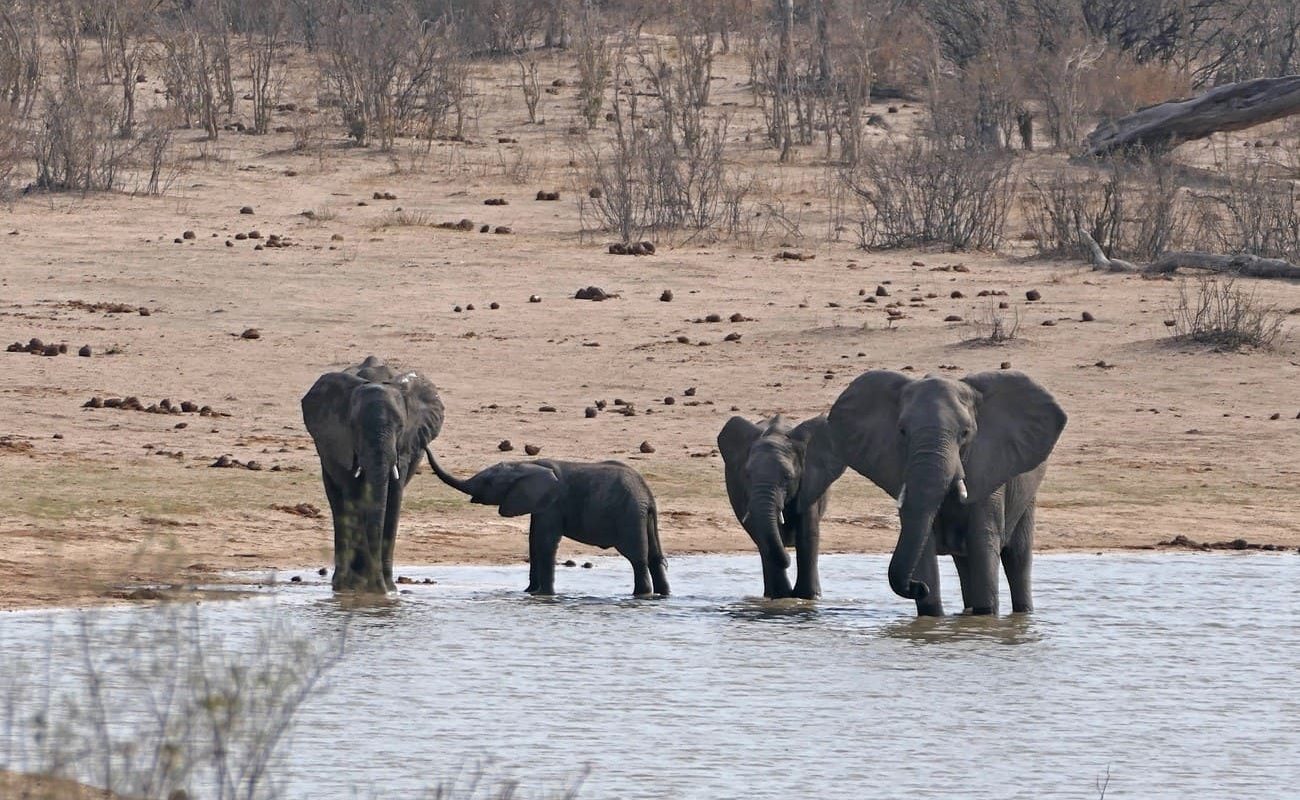 Elefanten am Wasserloch, Hwange