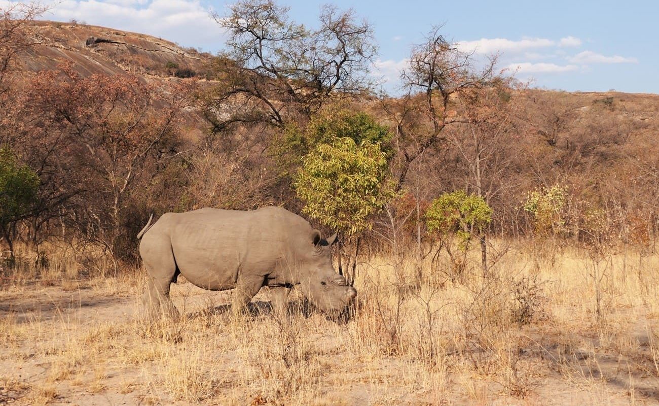 Nashorn im Matobo Nationalpark