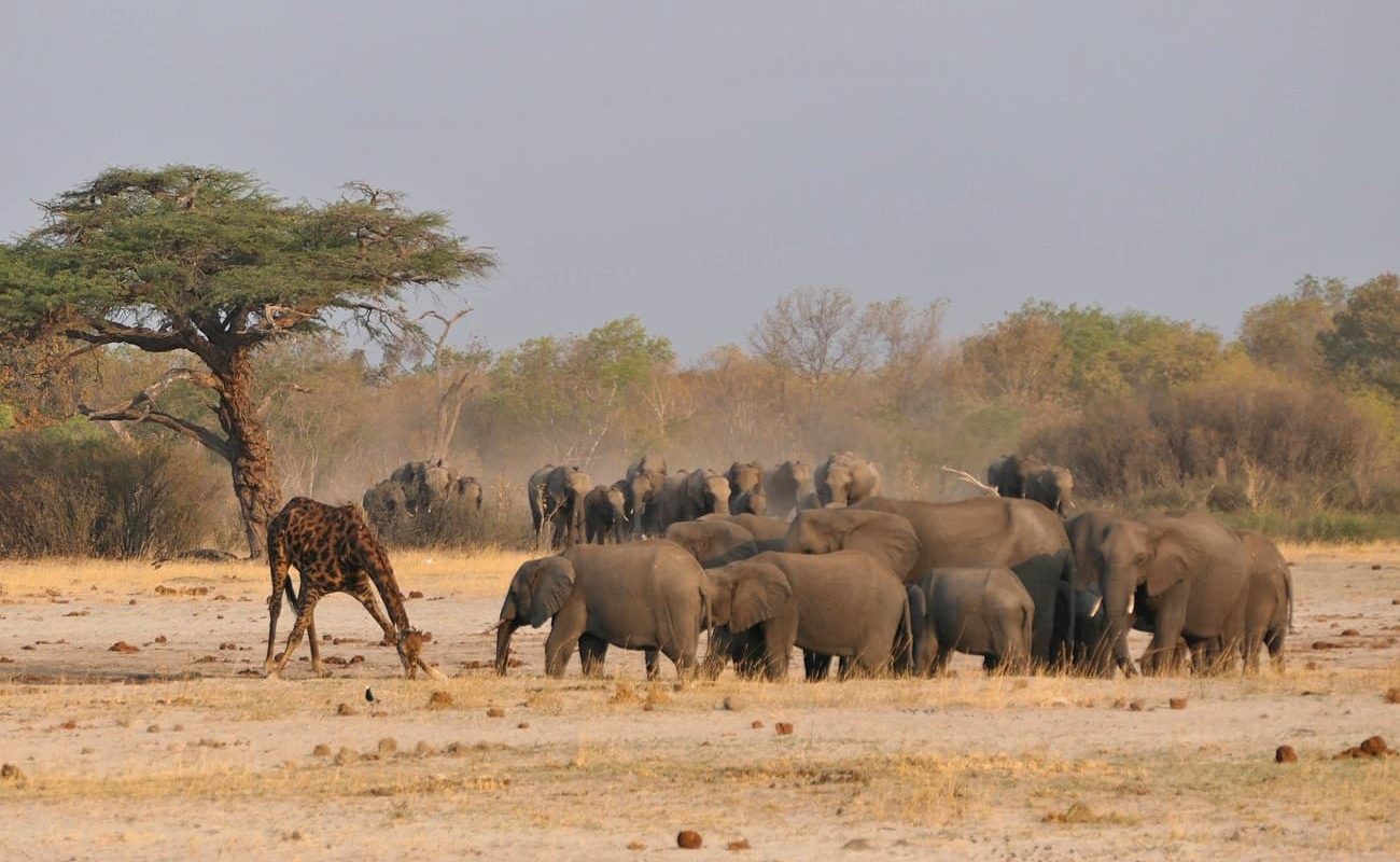 Elefanten und Giraffen am Wasserloch, Hwange