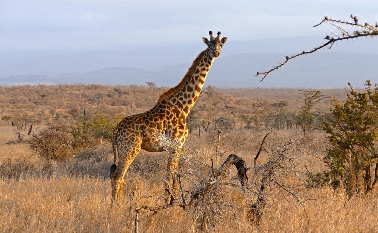 Höhepunkte Kenias Elerai Pirschfahrt Pirschfahrt in der Konzession von Elerai
