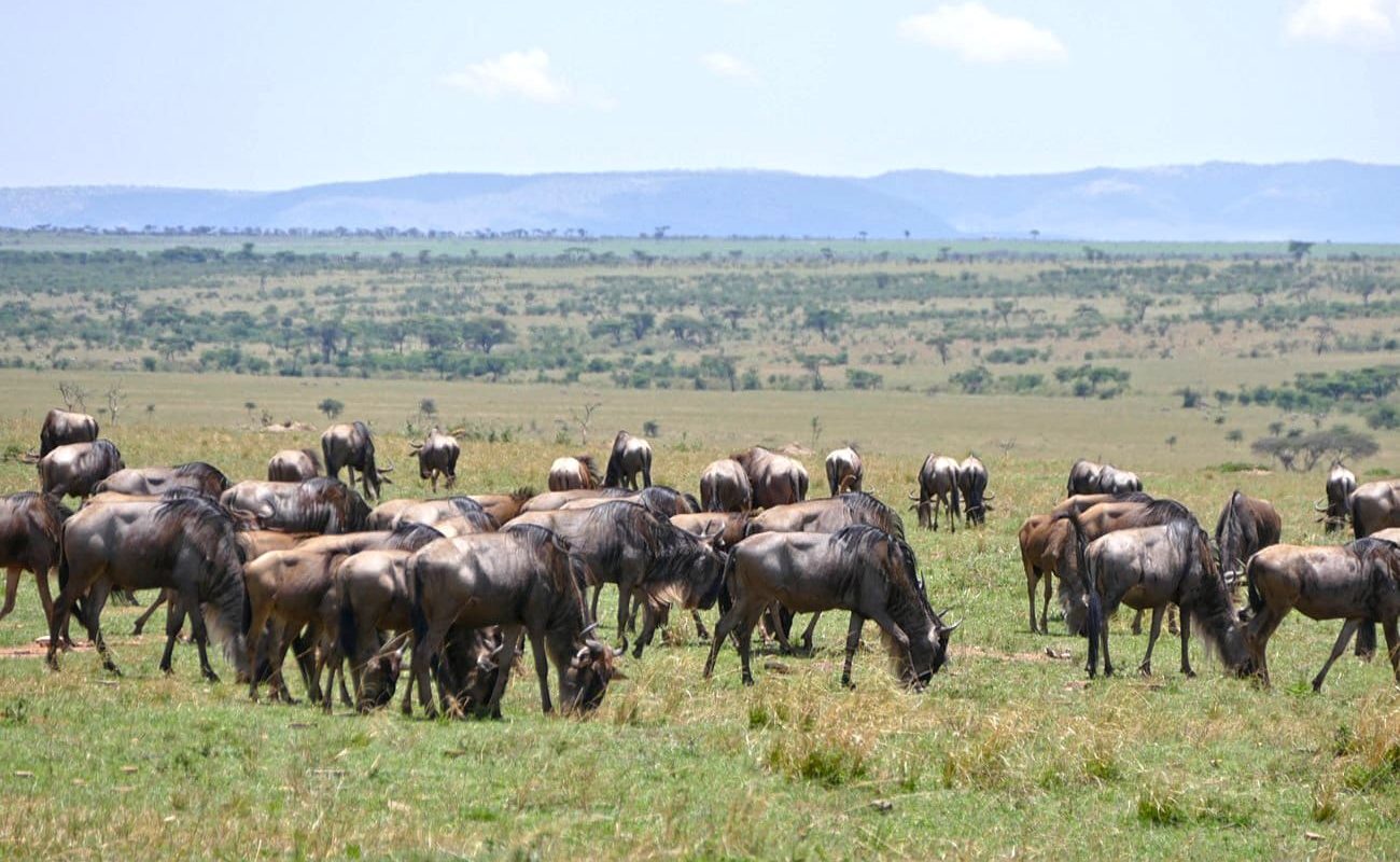 Höhepunkte Kenias Pirschfahrt Mara Gnus Gnus Masai Mara