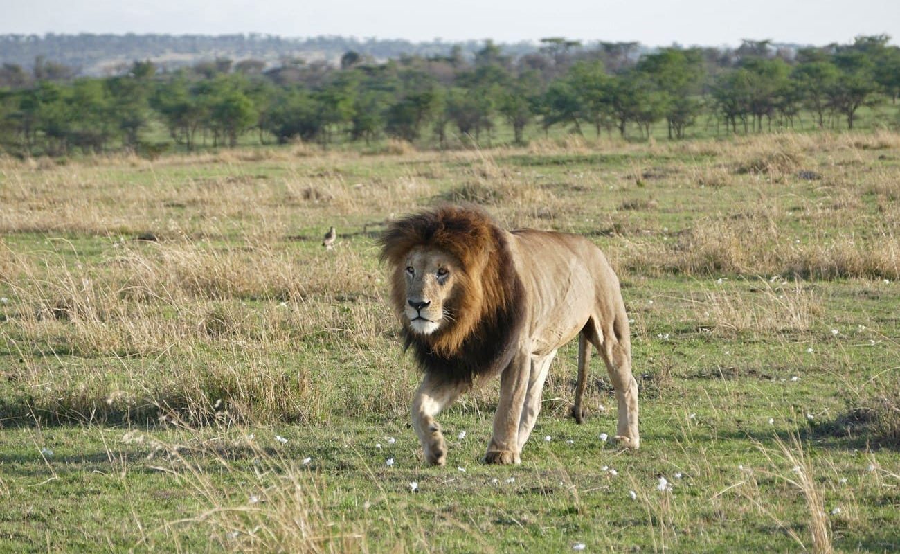 Höhepunkte Kenias Pirschfahrt Mara Löwe Löwe in der Masai Mara - Höhepunkt einer Pirschfahrt in Kenia