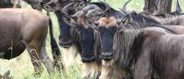 Skysafari Tansania Serengeti Große Migration Große Migration Serengeti