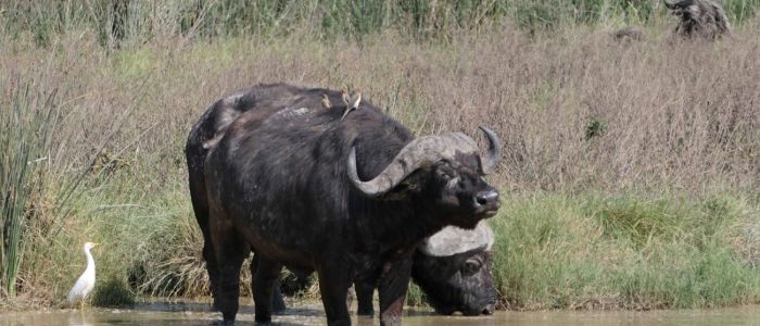 Tansania Skysafari Ngorongoro Krater Büffel Büffel im Ngorongoro Krater