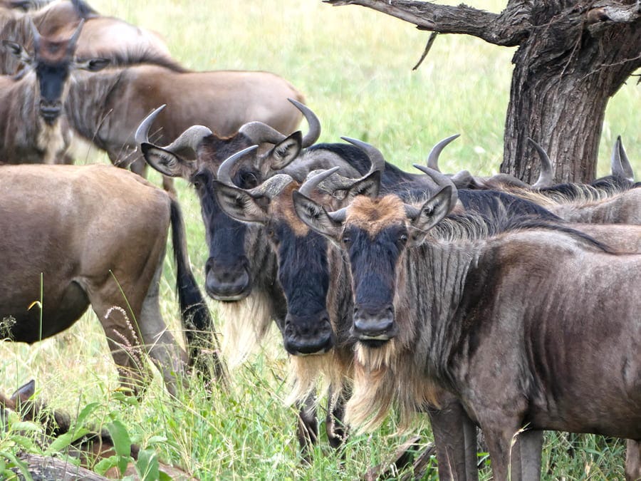 Gnus in der Serengeti: Great Migration