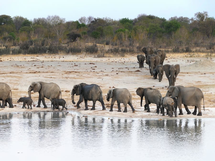 Elefanten im Hwange