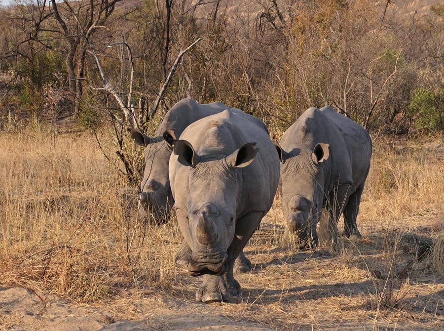 Nashörner im Matobo