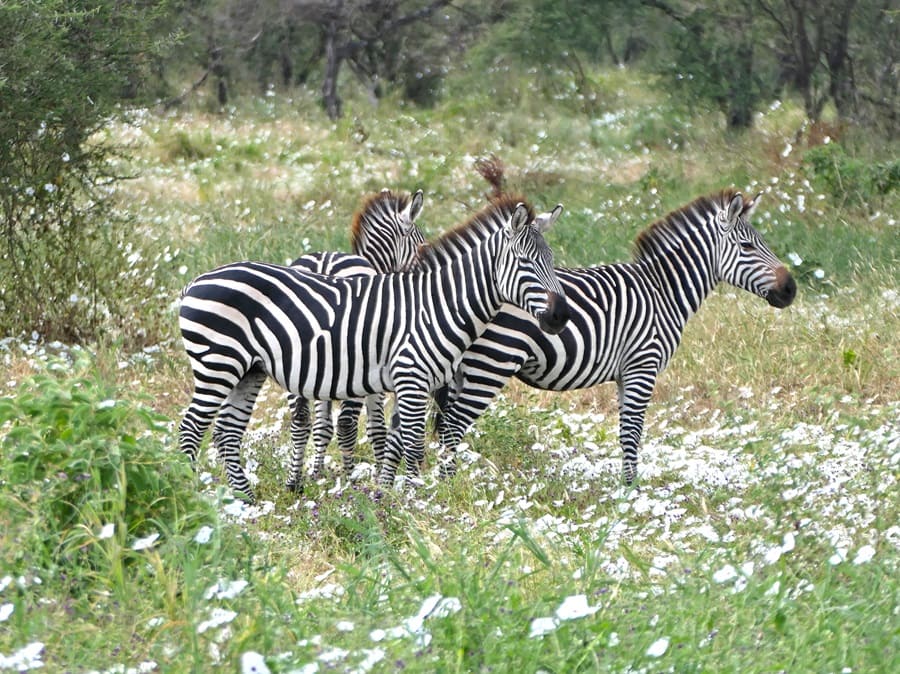 Zebras im Tarangire, Tansania