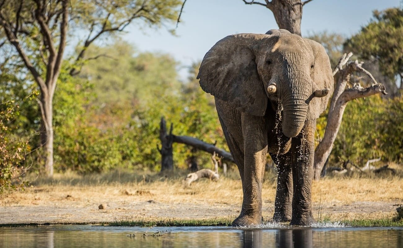Machaba Camp Elefant Khwai River