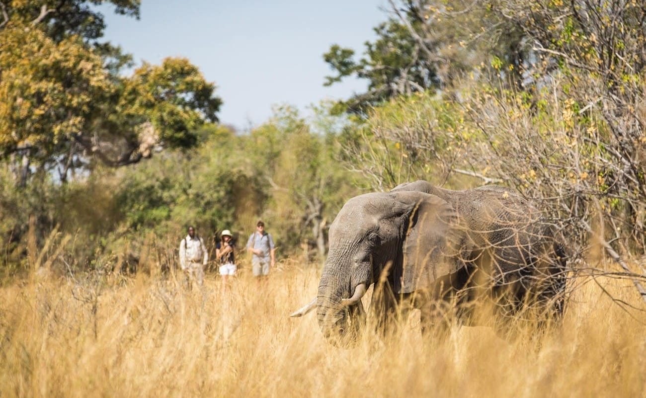 Machaba Camp Walking Safari Walking Safari Machaba Camp