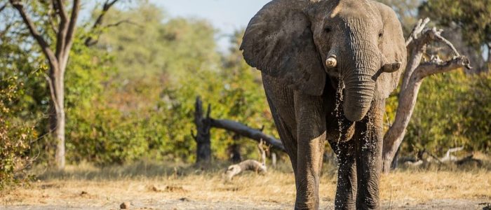 Elefant am Khwai River