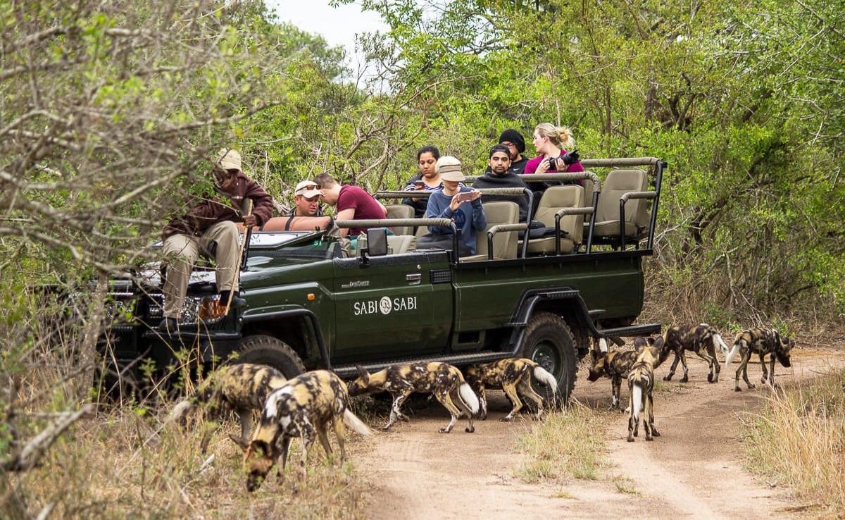 Sabi Sabi Safari Wild Dogs Safari in Sabi Sabi - Wild Dogs