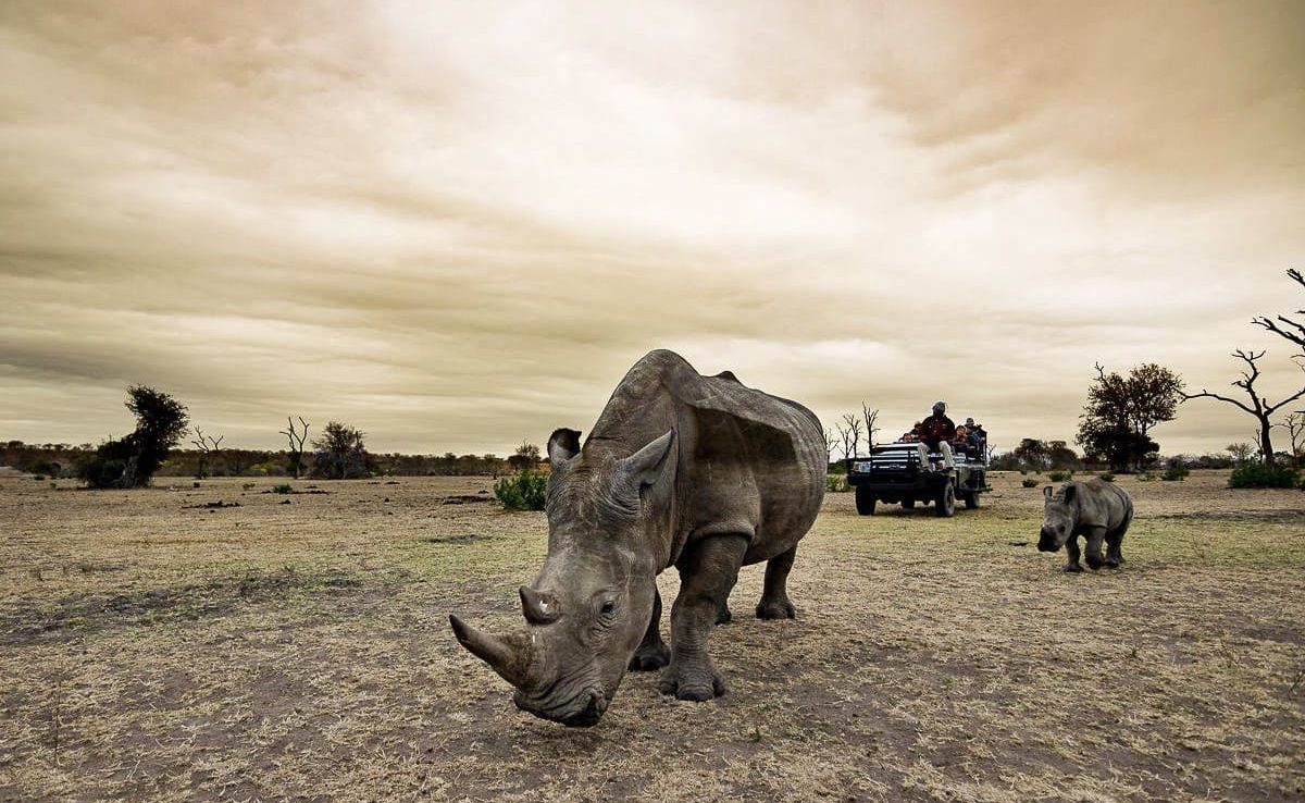 Sabi Safri Safari Rhinos Bashörner Sabi Sands