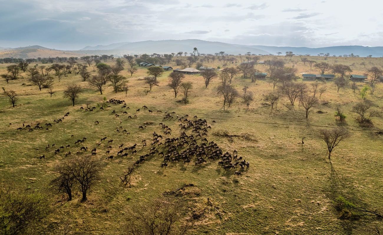Angata Migration Camp Great Migration Camp Große Herden ziehen am Ang'ata Migration Camp vorbei