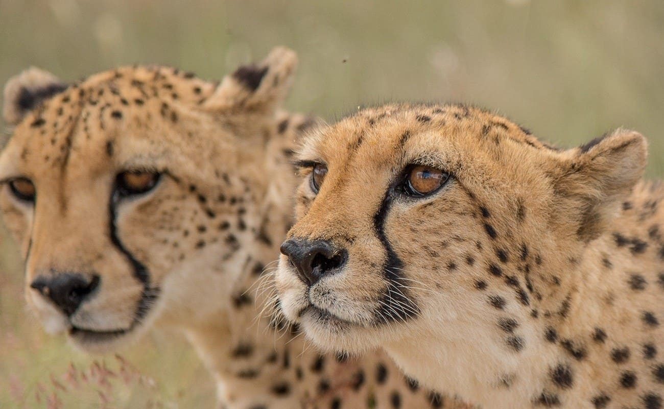 Bagatelle Kalahari Game Ranch Geparden Geparden Batagelle Kalahari Namibia