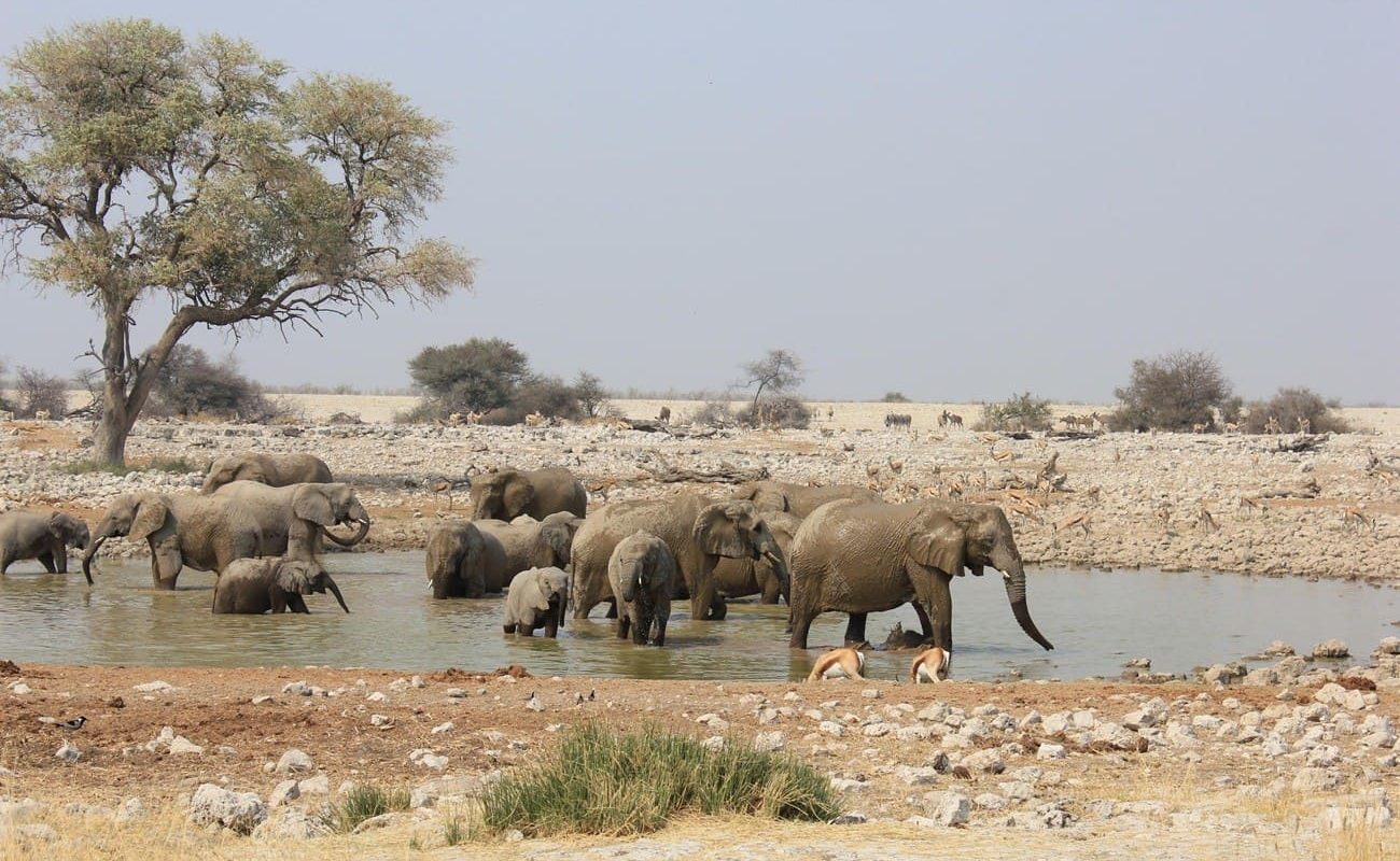 Etosha Oberland Elefanten Wasserloch