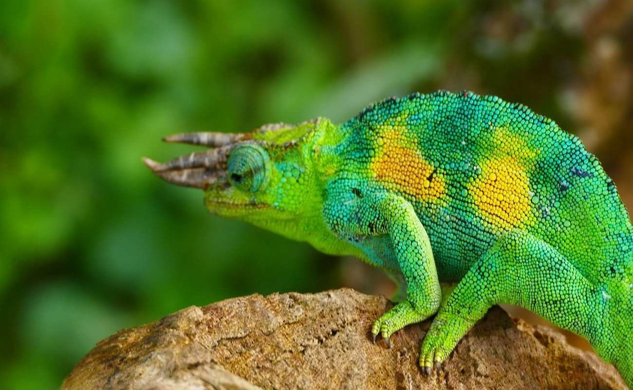 Privatsafari Uganda Chameleon Chameleon Uganda