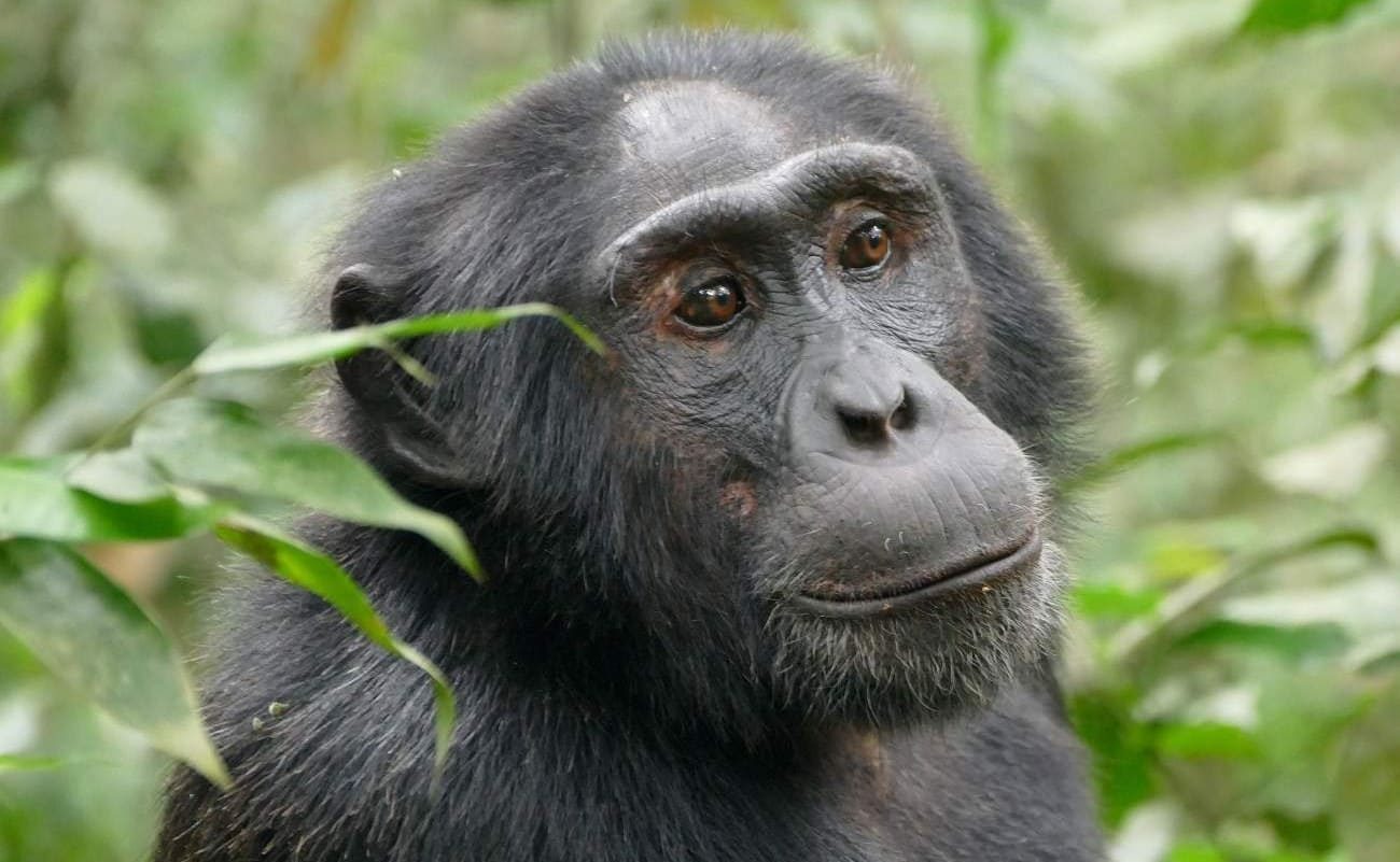 Privatsafari Uganda Kibale Schimpansen Schinpanse Kibale