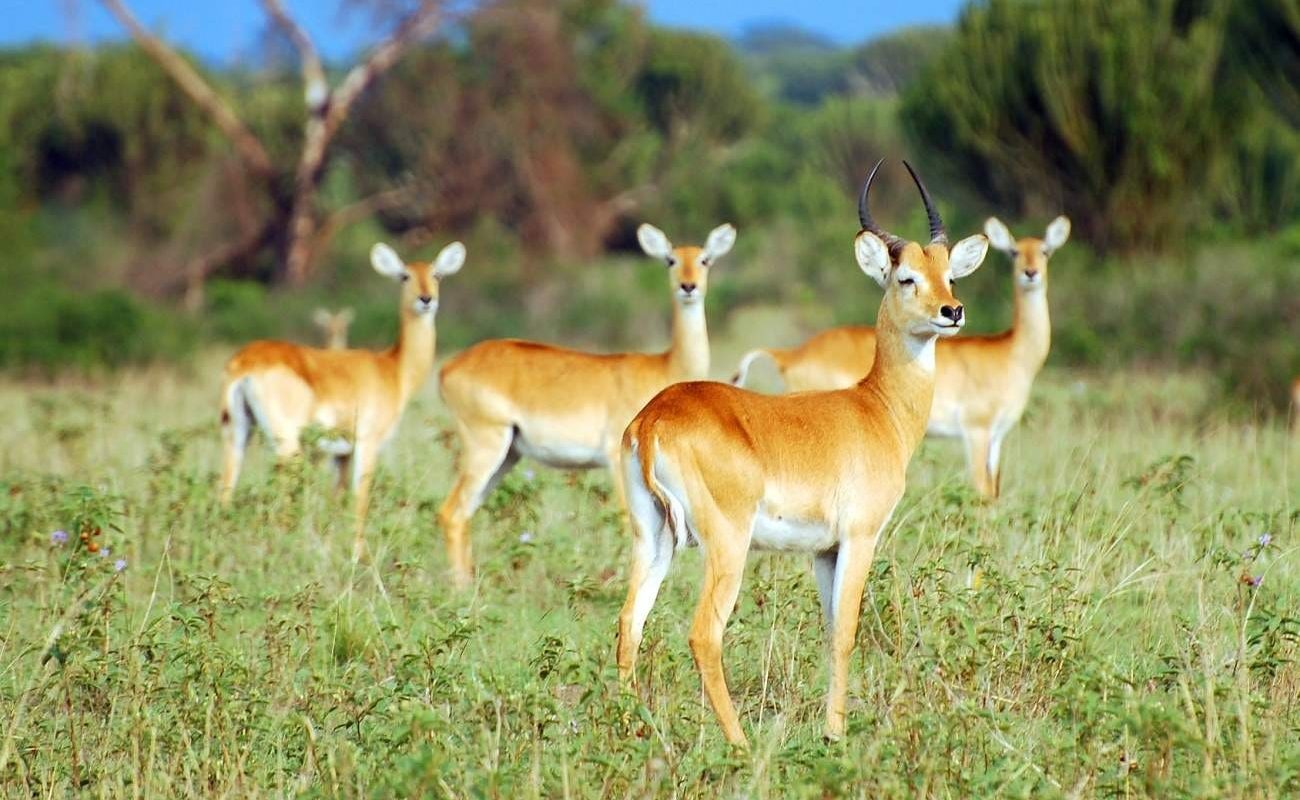 Privatsafari Uganda Kobs Kobs Uganda