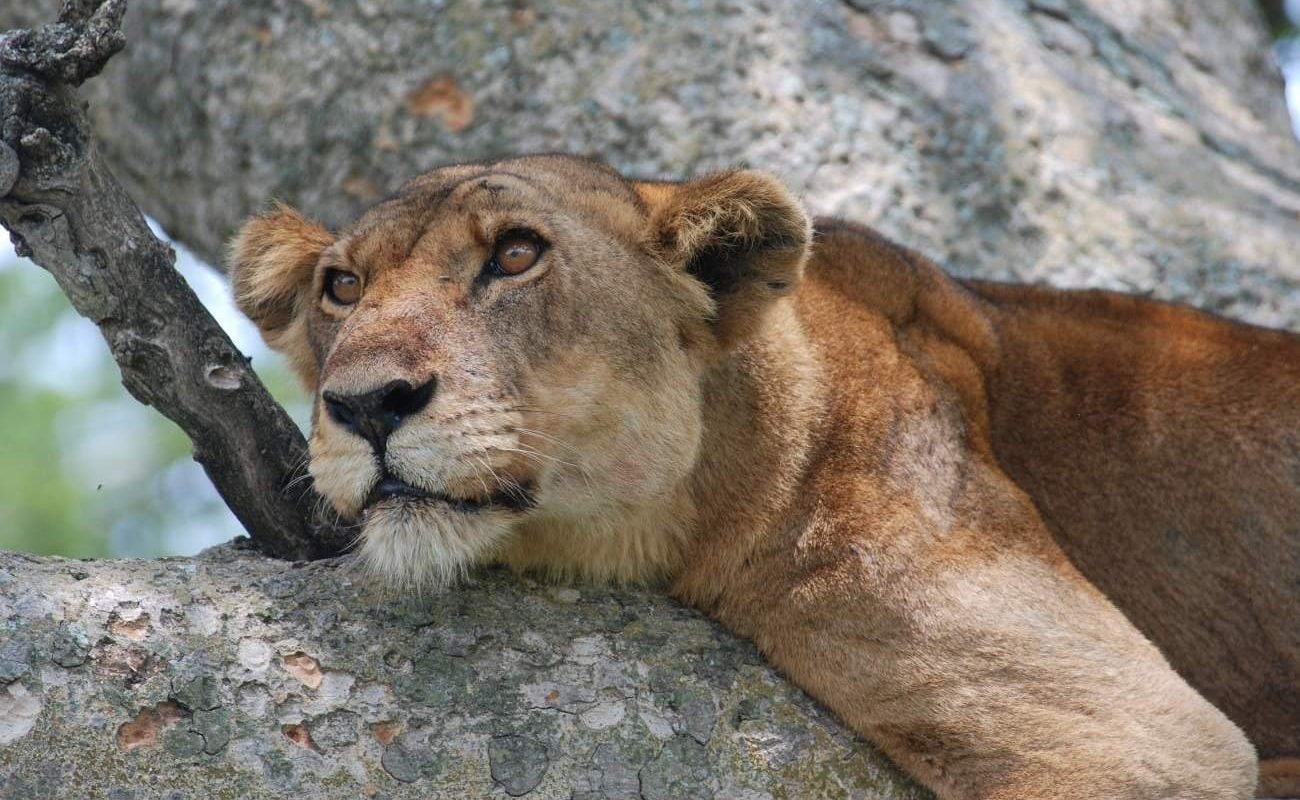 Privatsafari Uganda Murchinson Falls Queen Elizabeth Nationalpark Löwe Löwen Ishasha Sektor, Queen Elizabeth